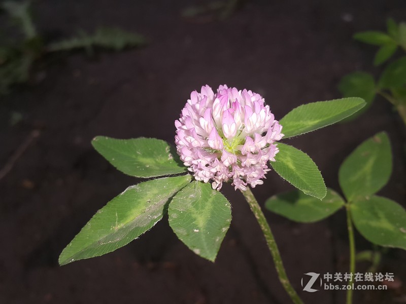 欧行星空体育平台note4夜晚拍摄初夏的花朵