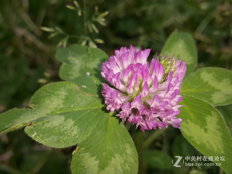 欧行星空体育平台note4夜晚拍摄初夏的花朵