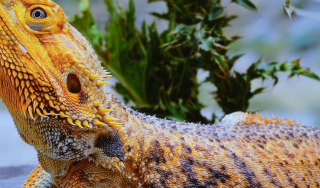 激光电视真的好用么？峰米激光电视4K Cinema全网首测！