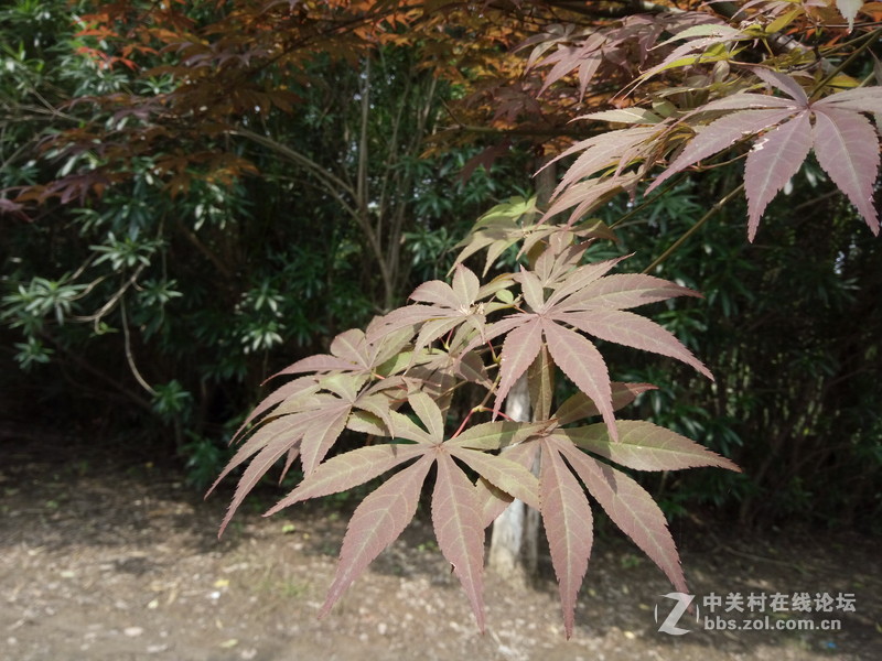 #全金属闪拍利器#+OPPO R7闪充体验之旅