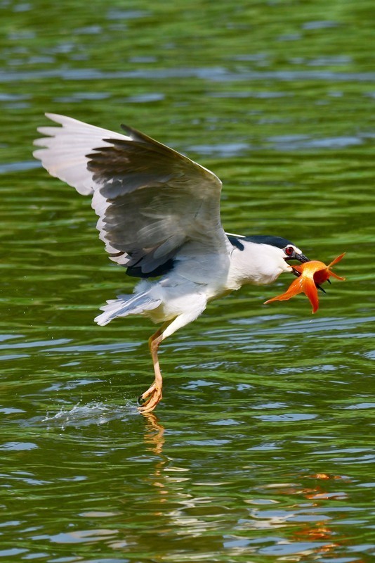 将府夜鹭抓红鱼