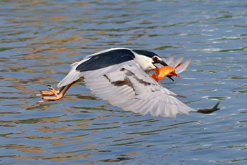 将府夜鹭抓红鱼