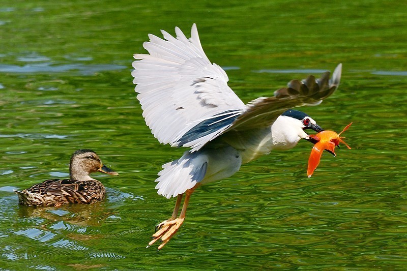 将府夜鹭抓红鱼