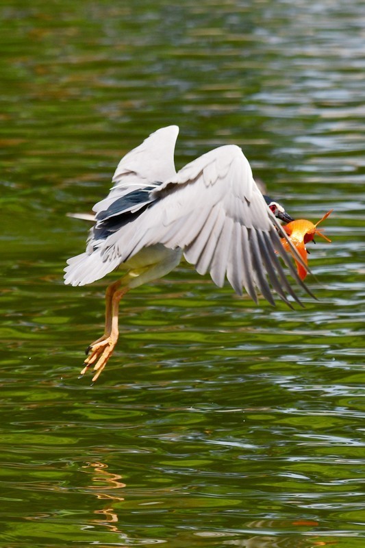 将府夜鹭抓红鱼