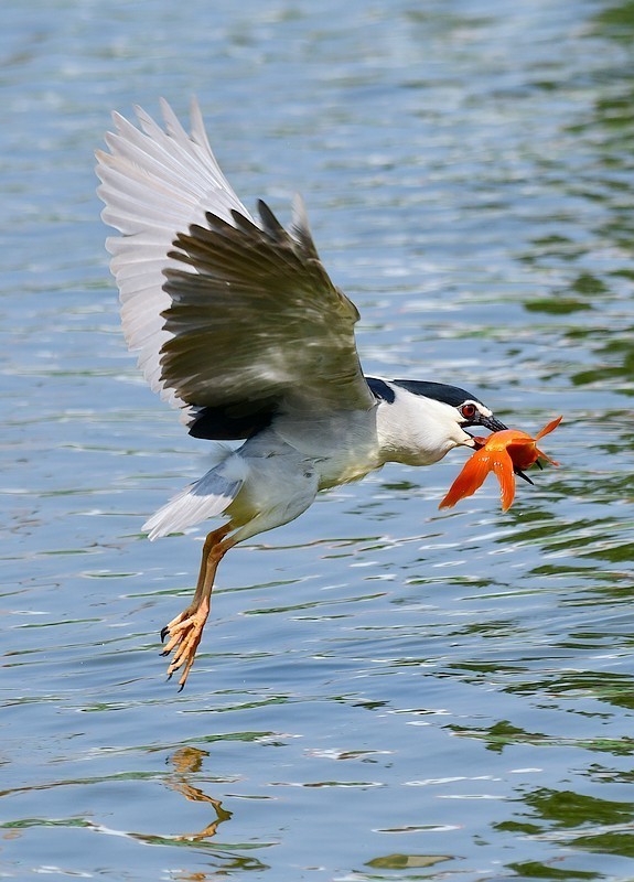 将府夜鹭抓红鱼