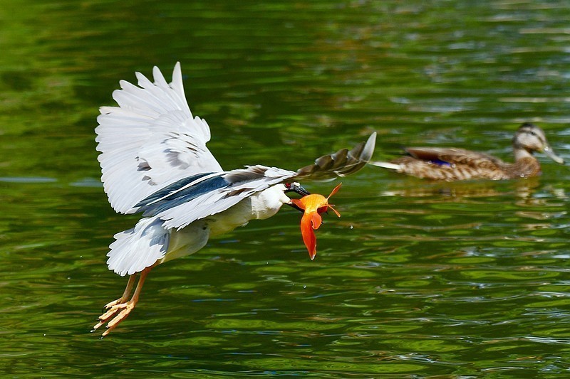 将府夜鹭抓红鱼