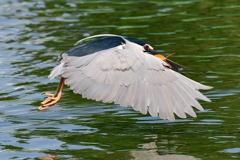 将府夜鹭抓红鱼