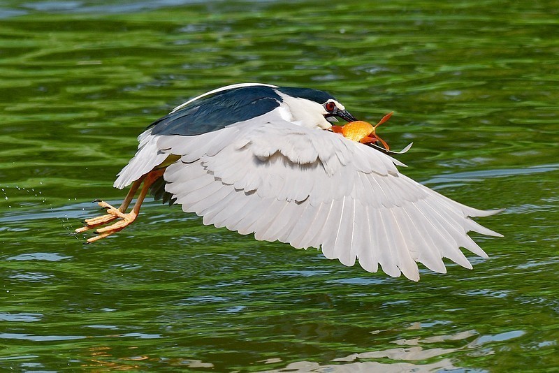 将府夜鹭抓红鱼