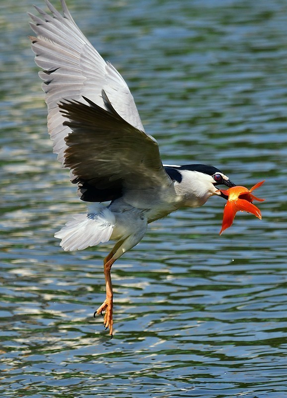 将府夜鹭抓红鱼