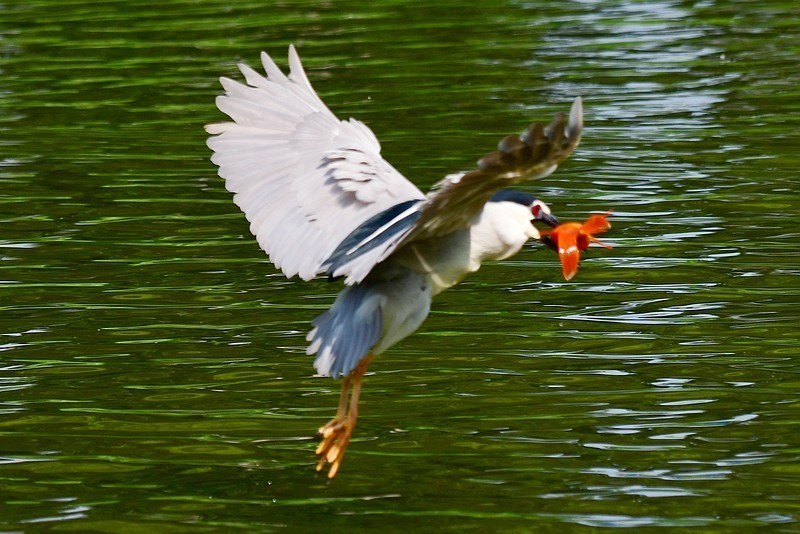 将府夜鹭抓红鱼