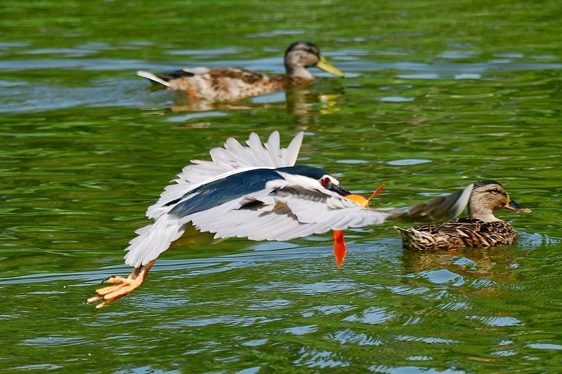 将府夜鹭抓红鱼