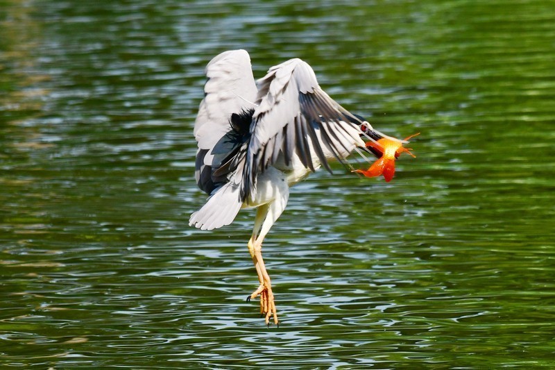 将府夜鹭抓红鱼