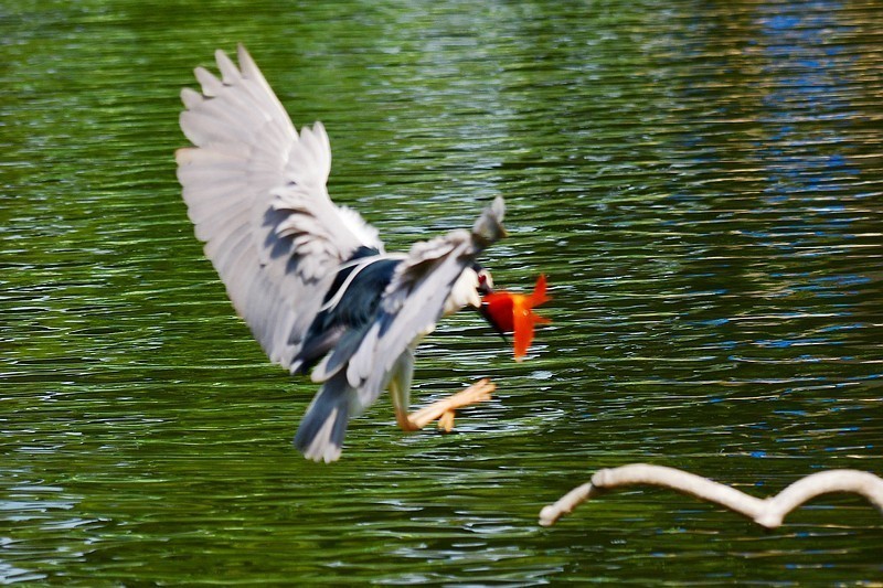将府夜鹭抓红鱼