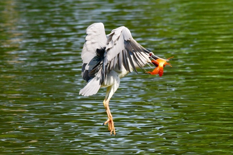 将府夜鹭抓红鱼