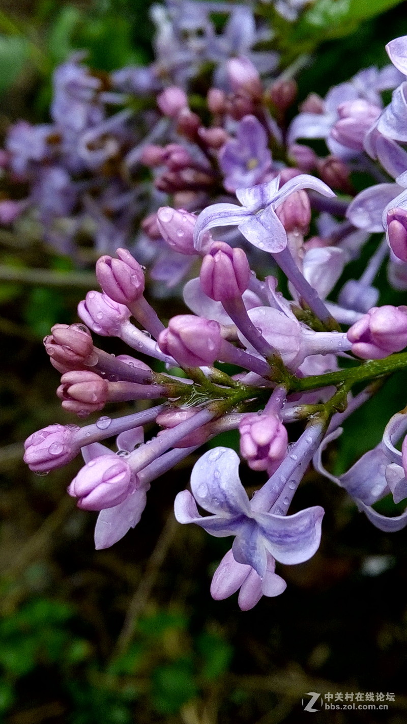 迟来的春雨--酷派F1