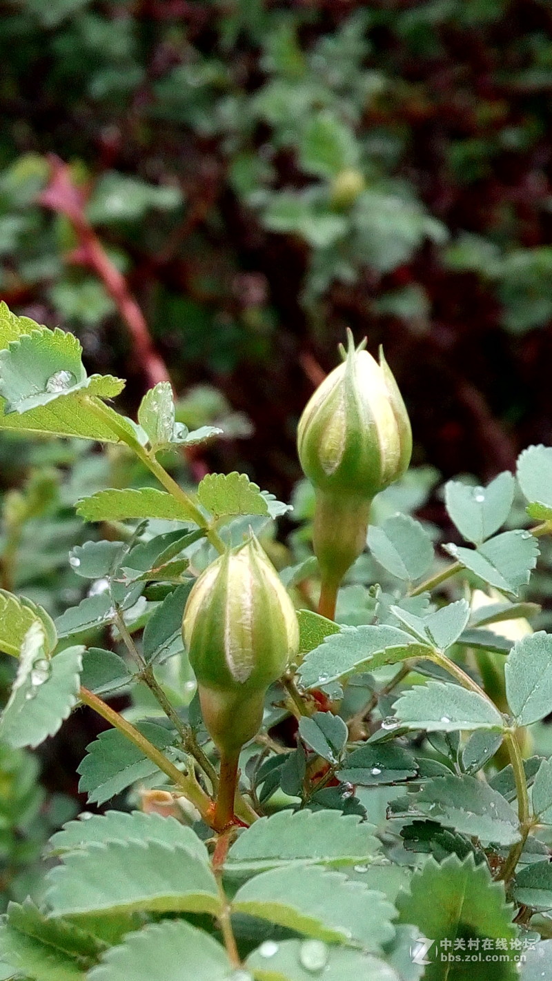 迟来的春雨--酷派F1