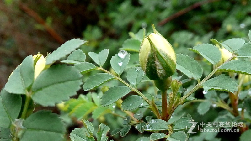 迟来的春雨--酷派F1