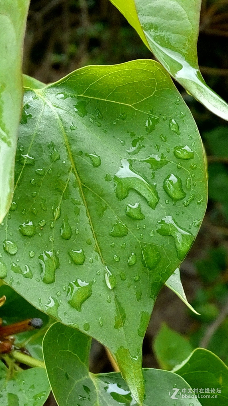 迟来的春雨--酷派F1