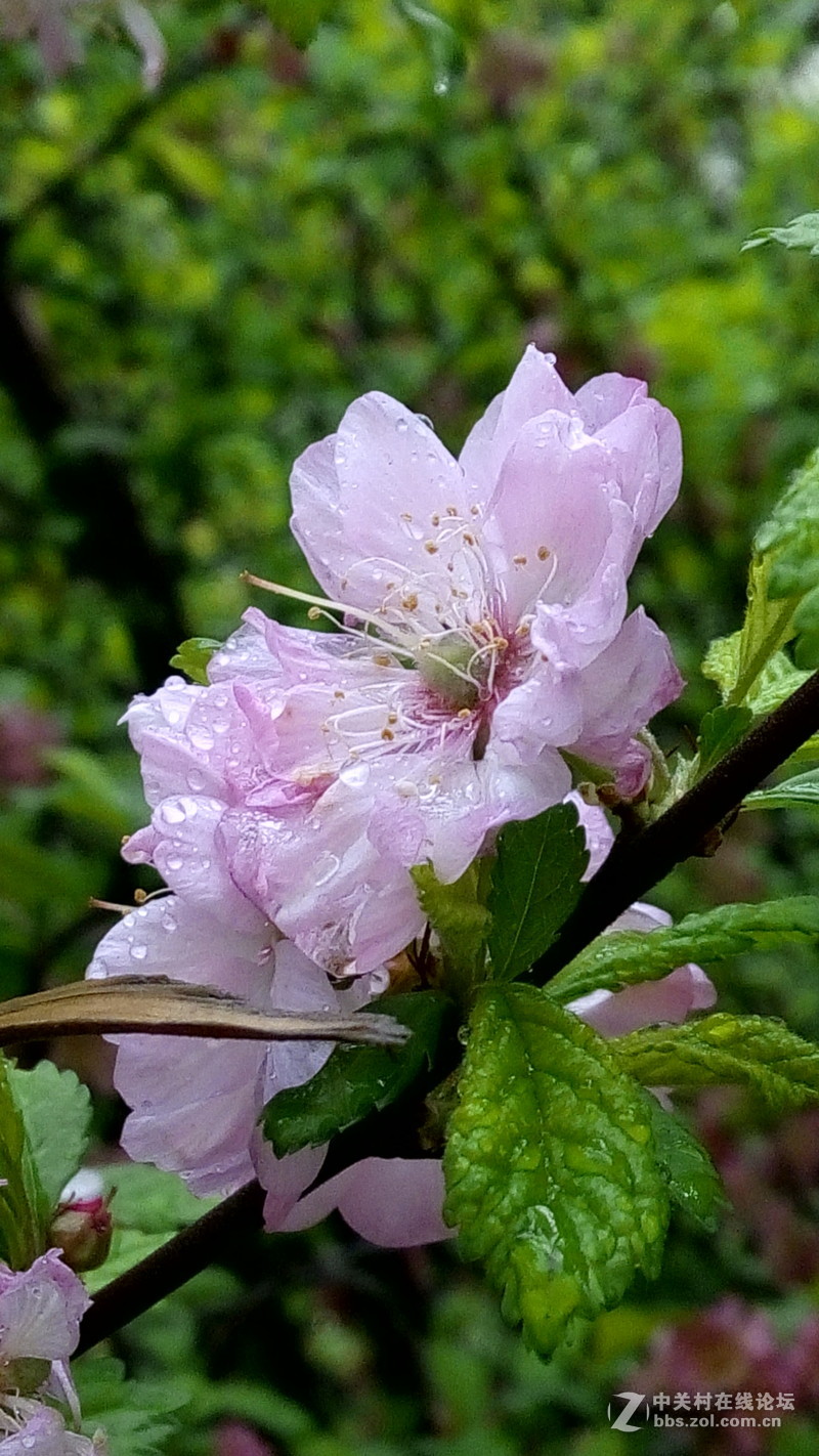 迟来的春雨--酷派F1