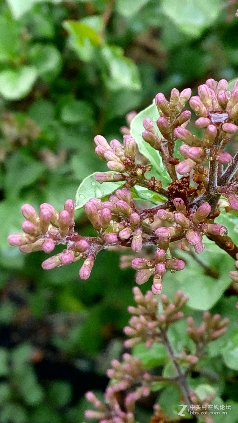 迟来的春雨--酷派F1