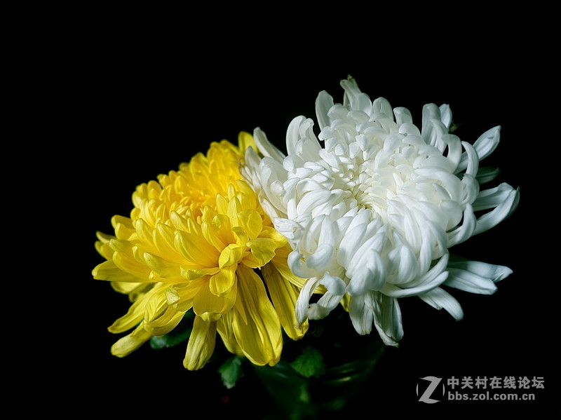 索尼黑卡的色彩