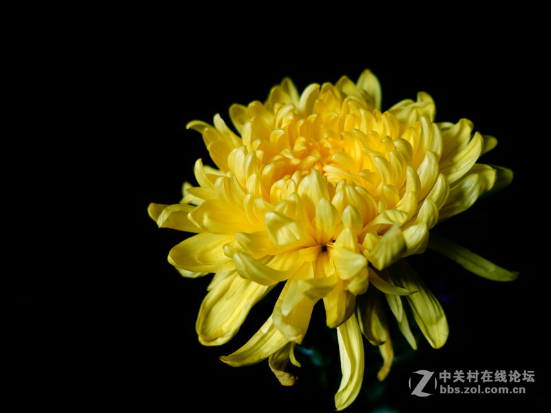 索尼黑卡的色彩