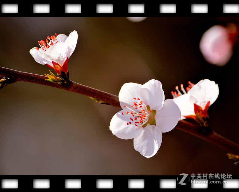 春暖花开~光影篇