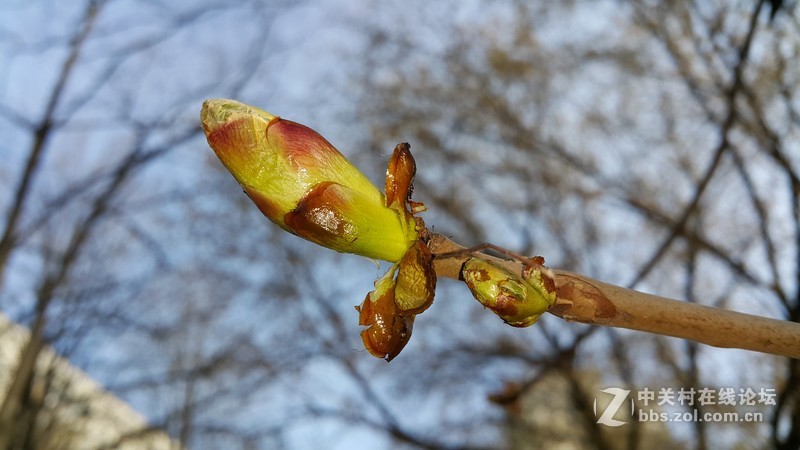 欧版note4几张微距