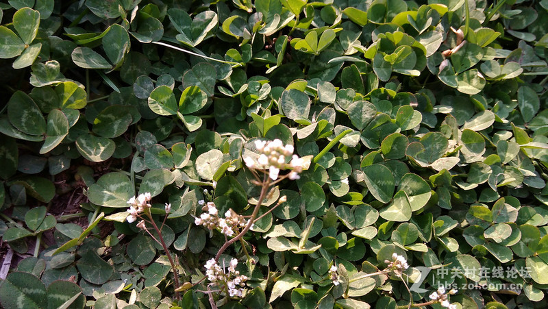 #大神F1极速版拍照#荠菜花