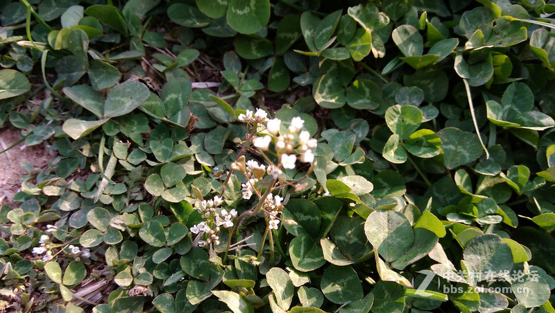 #大神F1极速版拍照#荠菜花