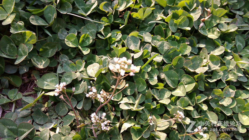 #大神F1极速版拍照#荠菜花