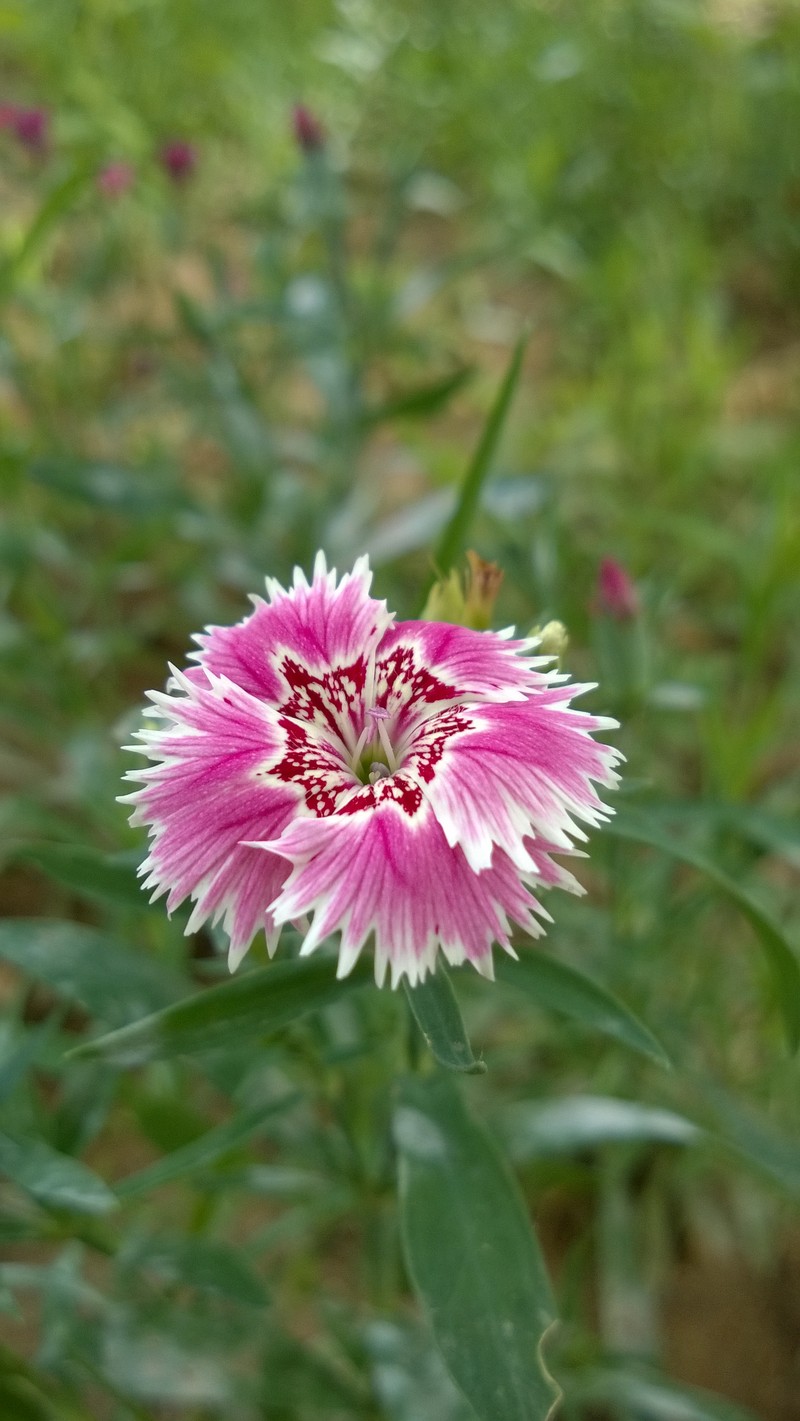 《这里没有雾霾——包头市》  -----诺基亚920