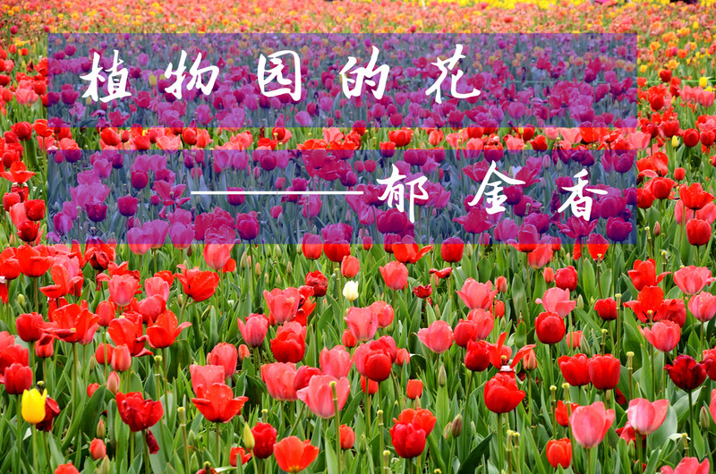 【郁金香】——为湖南星空(中国)的繁荣添砖加瓦