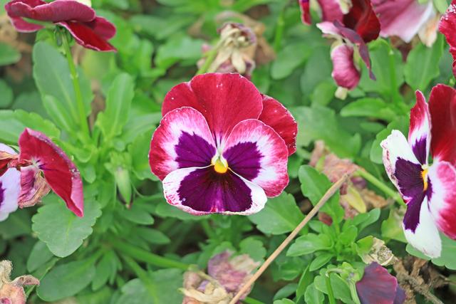 趁着人少，去鼓浪屿逍遥了