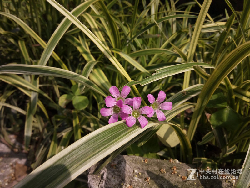 #全金属闪拍利器#+更高的可玩性- OPPO R7拍照体验