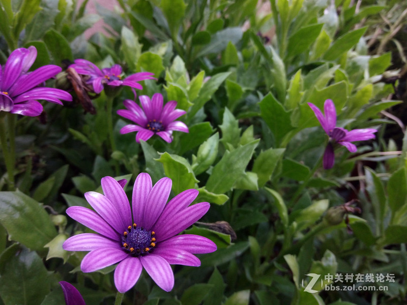 #全金属闪拍利器#+更高的可玩性- OPPO R7拍照体验