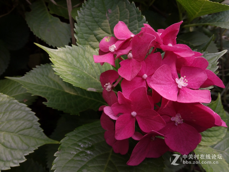 #全金属闪拍利器#+更高的可玩性- OPPO R7拍照体验