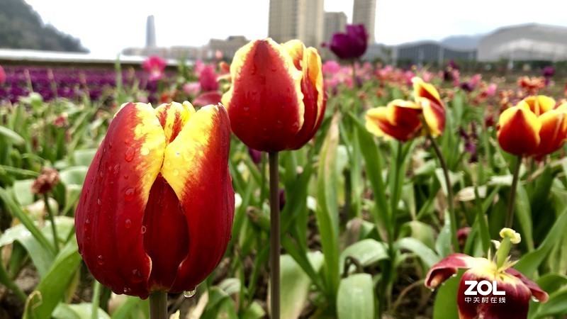 漂亮是不用形容的