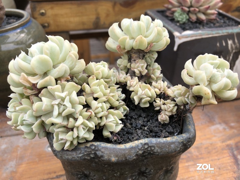 漂亮是不用形容的