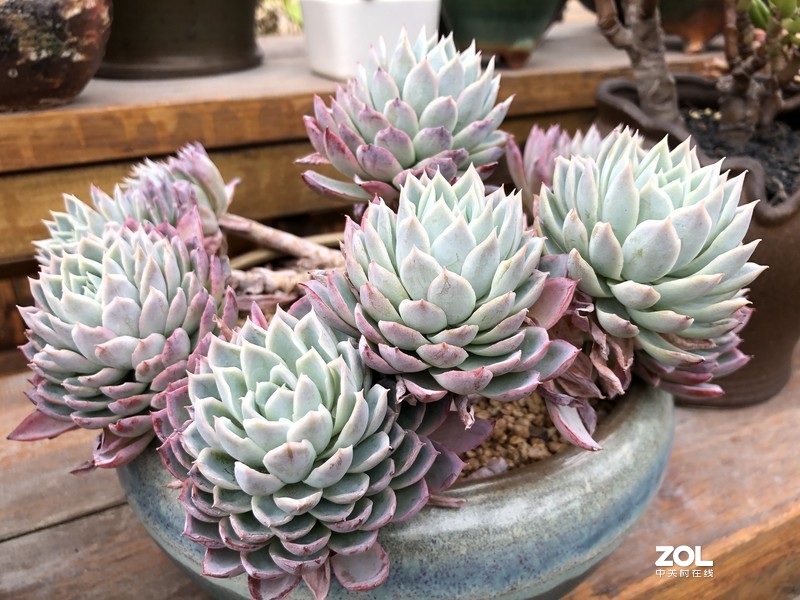 漂亮是不用形容的