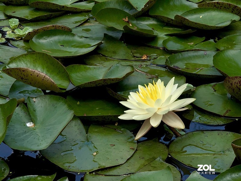 漂亮是不用形容的