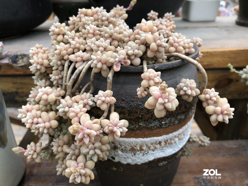 漂亮是不用形容的