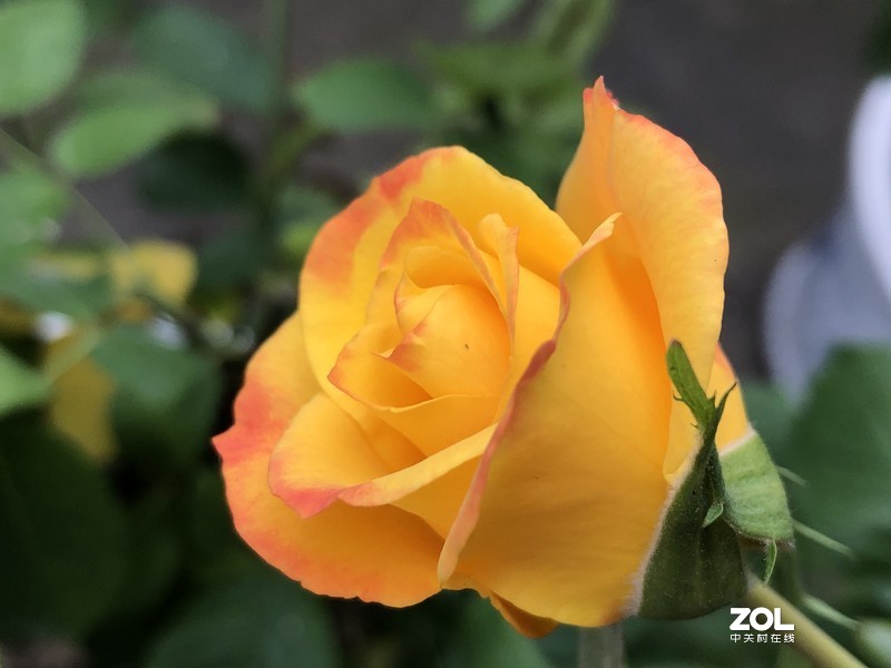 漂亮是不用形容的