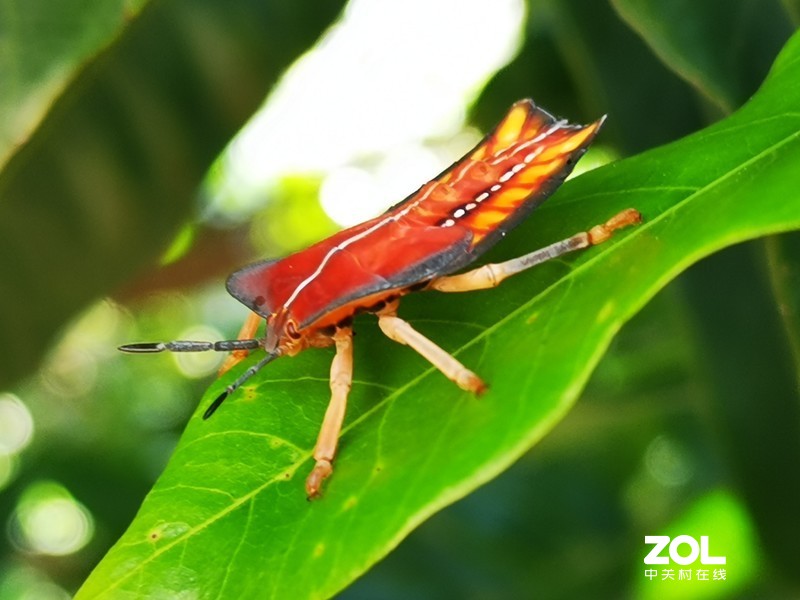 难怪收成不好，原来有虫