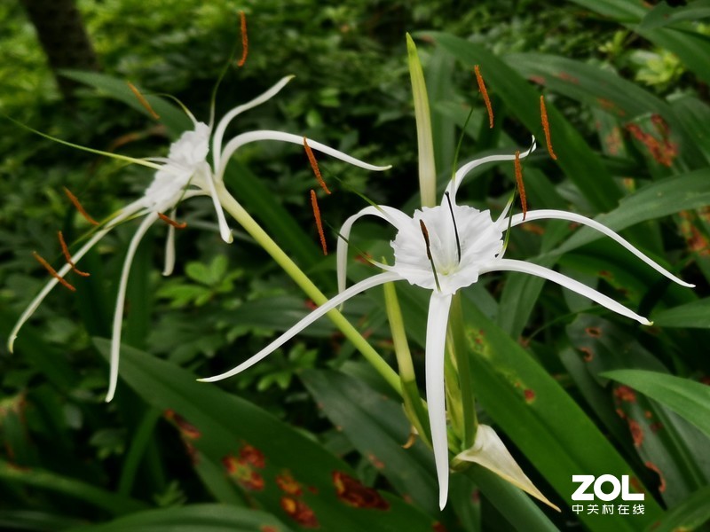 这时节，总有花开