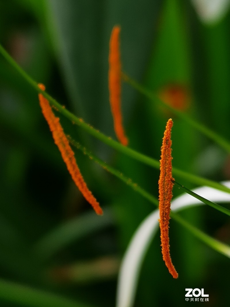 这时节，总有花开