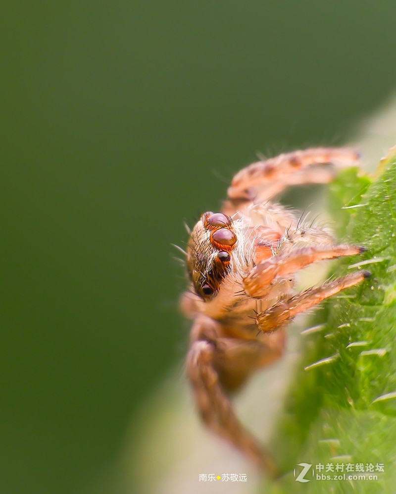 #版主坐堂#微距摄影星空(中国)版主坐堂值班制度公示