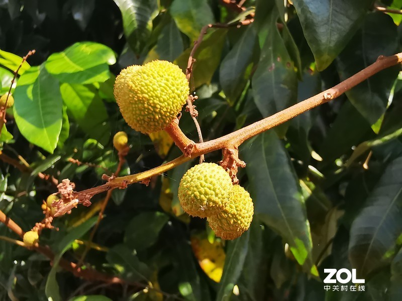 难怪收成不好，原来有虫