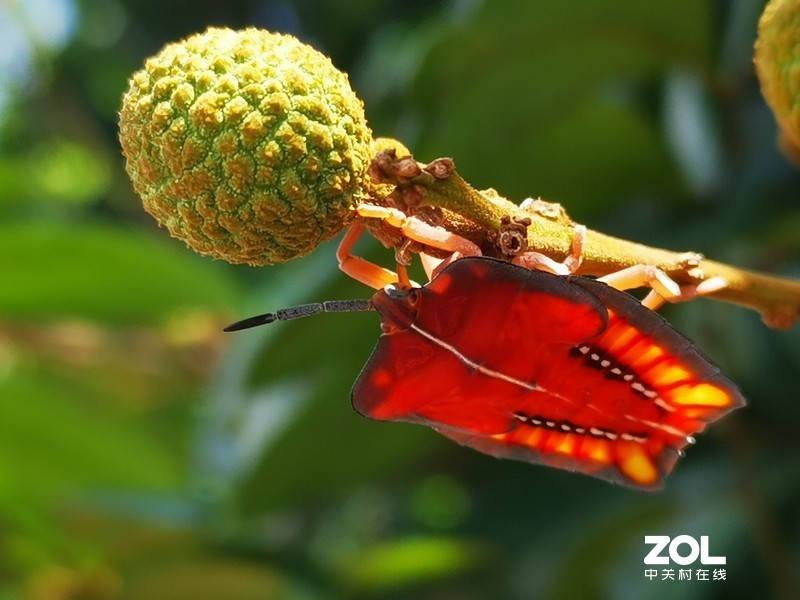 难怪收成不好，原来有虫