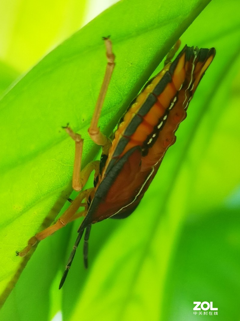难怪收成不好，原来有虫